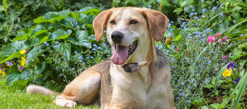 Invisible fence clearance brand dog collar